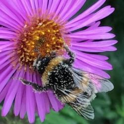 Bumblebee on flower